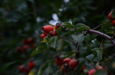  dark plants flowers macro