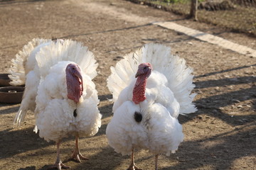 White turkey at home.
