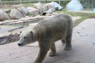 polar bear