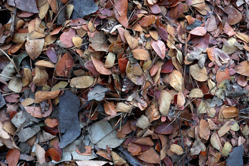Fallen teak leaf on ground, Composting fall leaves, Biomass and mulch, organic material.