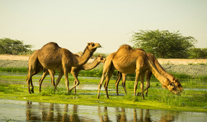 camels at water 