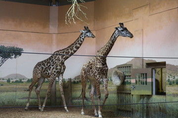 Giraffes standing together 