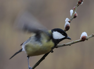 Big Tit early spring starts its flight from willow twig