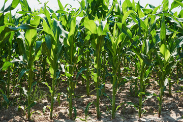 The field is sown with corn. Backlight photography
