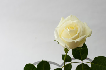 Acercamiento de rosa blanca con hojas verdes y fondo blanco