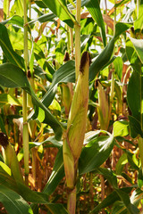 Ear of corn in natural daylight on a summer day