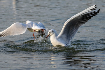 Seagull landing on water with a splash