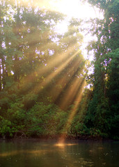 Obraz premium rays of sun through the trees