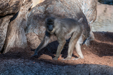 VALENCIA, SPAIN - FEBRUARY 26 : Mandrill at the Bioparc in Valencia Spain on February 26, 2019