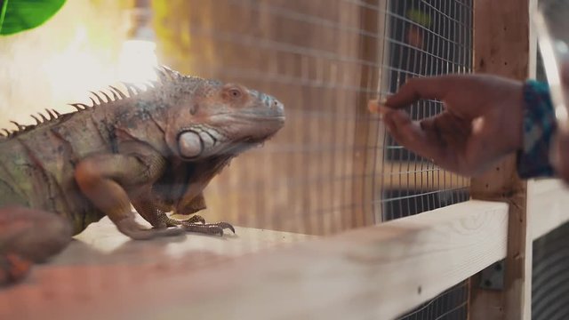 Somebody feeds a big lizard iguana from hand