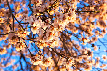 Cherry Blossom trees, Nature and Spring time background.