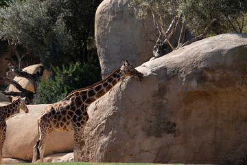 VALENCIA, SPAIN - FEBRUARY 26 : African Giraffes at the Bioparc in Valencia Spain on February 26, 2019