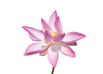 Obraz na płótnie Canvas Lotus flower isolated on white background