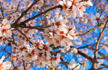 Cherry Blossom trees, Nature and Spring time background.