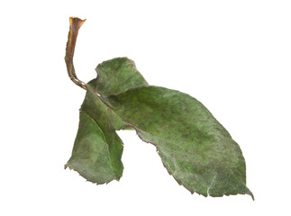 dry rose isolated on white background