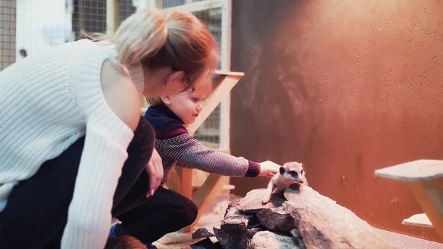 Mom and son are playing with small animals (meerkats)