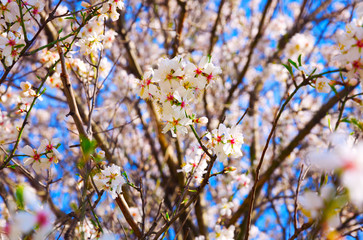 Cherry Blossom trees, Nature and Spring time background.