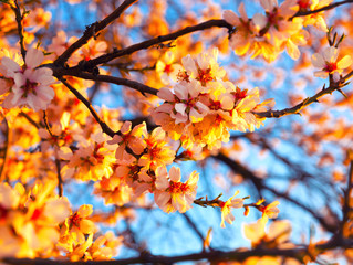 Cherry Blossom trees, Nature and Spring time background.