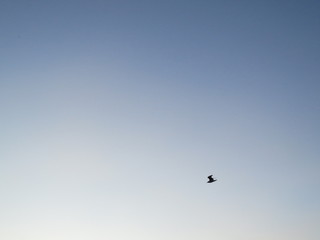 flying in the sky