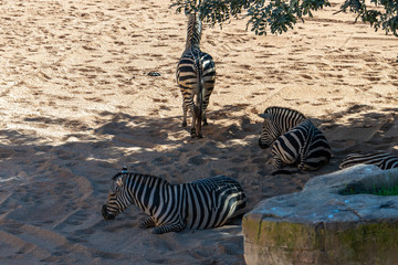 Fototapeta na wymiar VALENCIA, SPAIN - FEBRUARY 26 : Zebra at the Bioparc in Valencia Spain on February 26, 2019