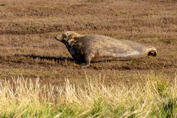 Fototapeta premium Grey seal at Donna Nook reserve