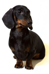 Dachshund black sits staring intently at the white