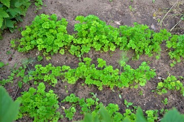 greens in the garden