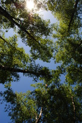 trees and sky