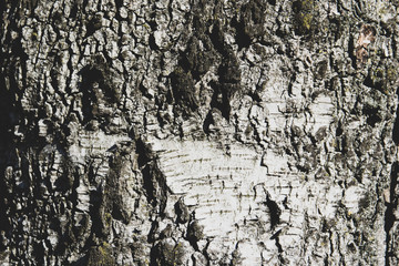 bark of birch tree