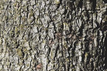 bark of birch tree