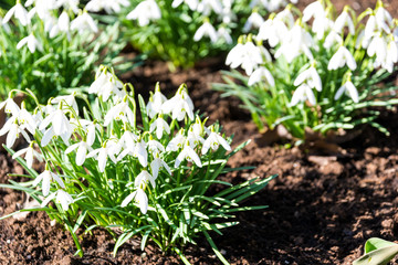snowdrops in the forest in spring