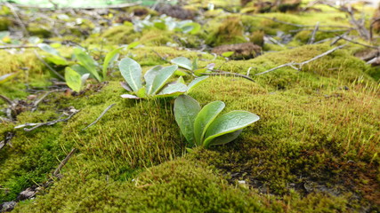 green moss on the stone