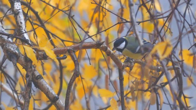 Titmouse on a birch branch among the yellow autumn leaves pecks his food