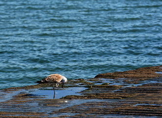 Bird on the shore of Tagus River (Rio Tejo), Praca do Comercio - Commercial Square in Lisbon, Portugal.