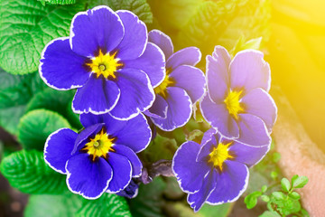 Blue flowers, close-up