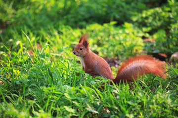 Naklejka na ściany i meble Furry squirrel is sitting on the grass in the spring city park 