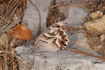 Hipparchia fidia (LINNAEUS, 1767) Hipparchia fidia (LINNAEUS, 1767) Fr, Provence, Massif-des-Alpilles 07.07.2015