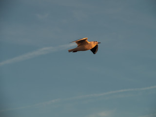 Flying seagull with blue sky background