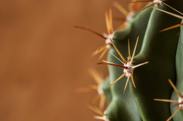 bunches of cactus needles close on wooden background