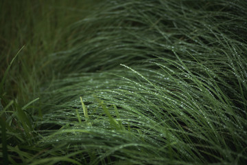grass after rain