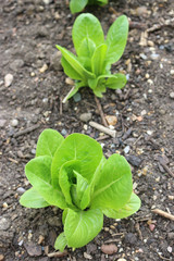 Little gem lettuce in soil