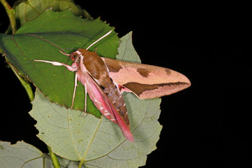 Hyles euphorbiae (LINNAEUS, 1758) Wolfsmilchschwärmer DE, NRW, Wahner Heide 14.08.2015