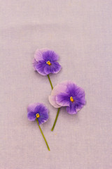 Romantic blue pansies on blue, fabric background