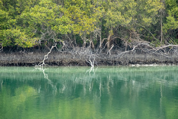 Reflection of Eastern Mangroves in Water, Abu Dhabi, UAE
