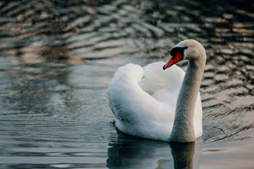 Schwan im See