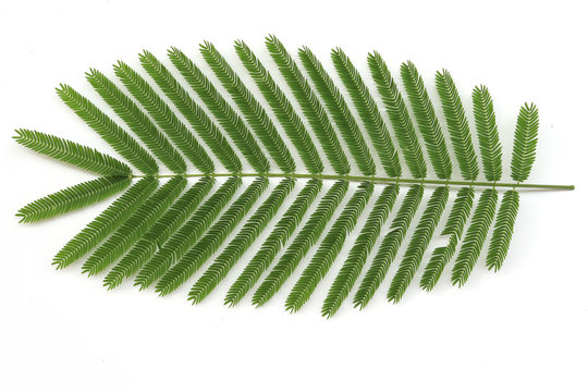 Asian Horsetail - Chaom Acacia, Leaves and branch of chaom , green plants have a special aroma. Used in cooking food, delicious. isolated on white background.