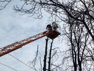 Obraz premium Cutted off branch flies down, and aerial platform with workers on background of electrical wires. Spring-autumn-winter background with copy space, concept of pruning trees on bucket truck, bottom view