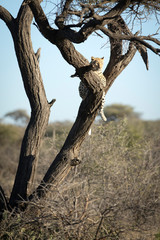 Leopard resting in a tree