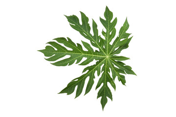 Creative layout made of green leaves, Nature background,papaya tree leaf.