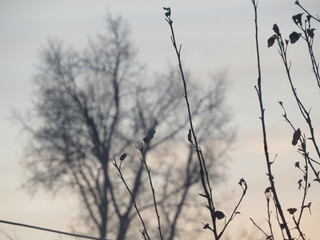 grass and sky